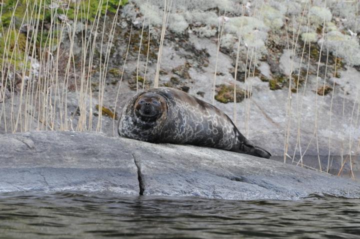 Saimaa Ringed Seal