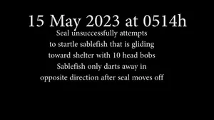 Deep-sea cabled video-observatory provides insights into the behavior at depth of sub-adult male northern elephant seals, Mirounga angustirostris