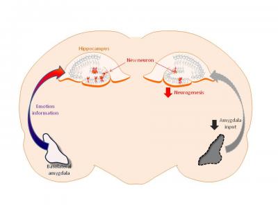 New Neurons Help Us Remember Fear
