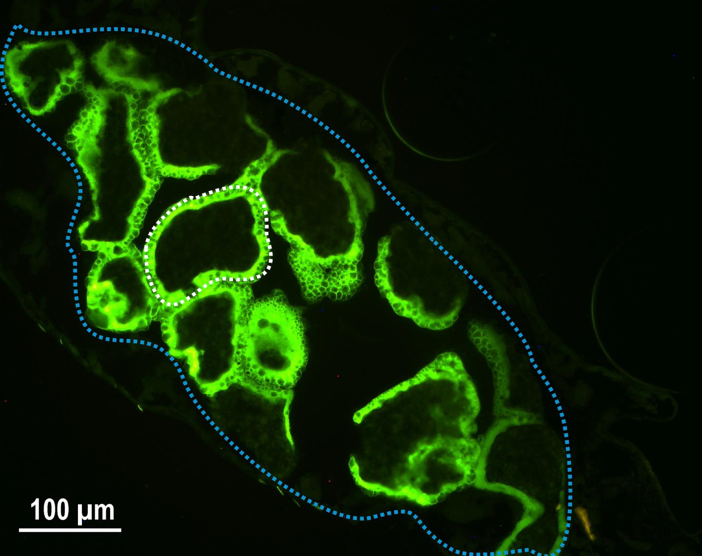 The Egg Jelly of a Female Fish Louse Shows Metal Accumulation in a River