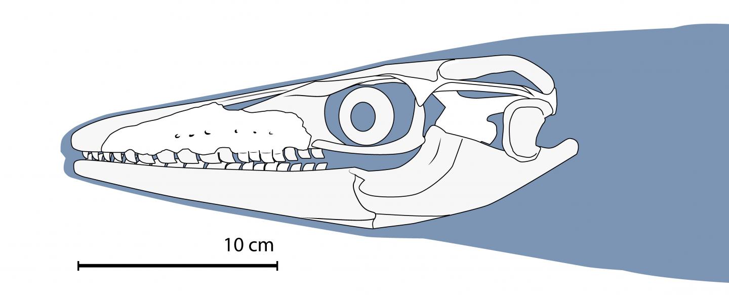 Diagram of Xenodens skull