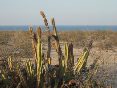 Mutations Explain Flies' Dependence on Unique Cactus (7 of 9)