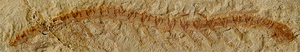 Fossilized Cardiodictyon catenulum