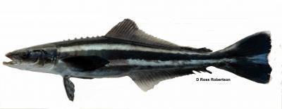 <i>Rachycentron canadum</i>