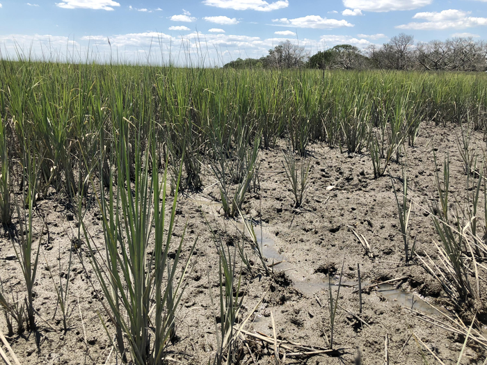 Spartina alterniflora, a marsh cordgrass