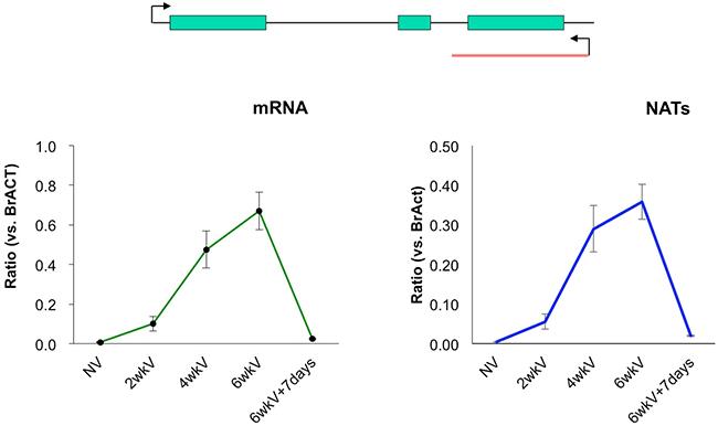 mRNA and IncRNA