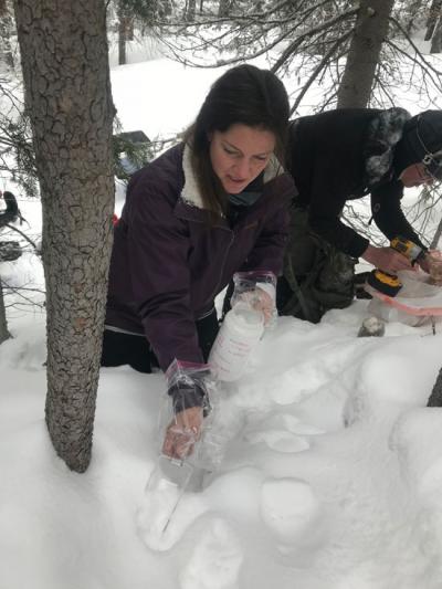 USDA Forest Service Researchers Collect Samples of Snow to Test for Rare Carnivore DNA
