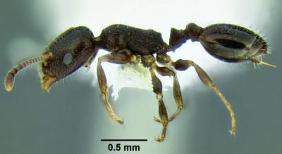 <i>Temnothorax arboreus</i>