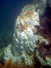 <i>Orbicella faveolata</i> Coral with Bleached Areas