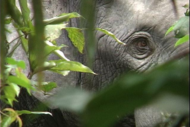 Forest Elephant