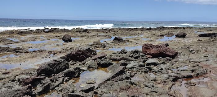 Deciphering the genome of an endemic species in the Canary Islands to protect the archipelago’s biodiversity