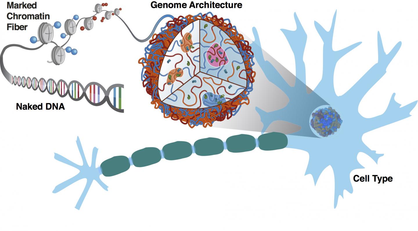 Chromosome (2 of 2)