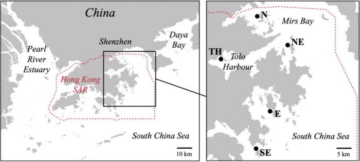 PolyU researchers advance marine conservation and sustainable seafood research