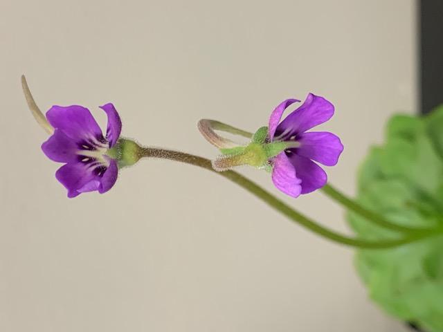 Butterwort flowers