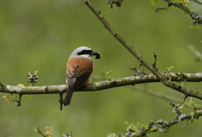 African Drought Kept Songbirds From Breeding Grounds (1 of 5)