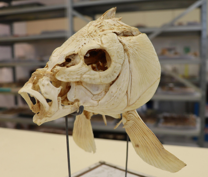An example of a skull of modern carp