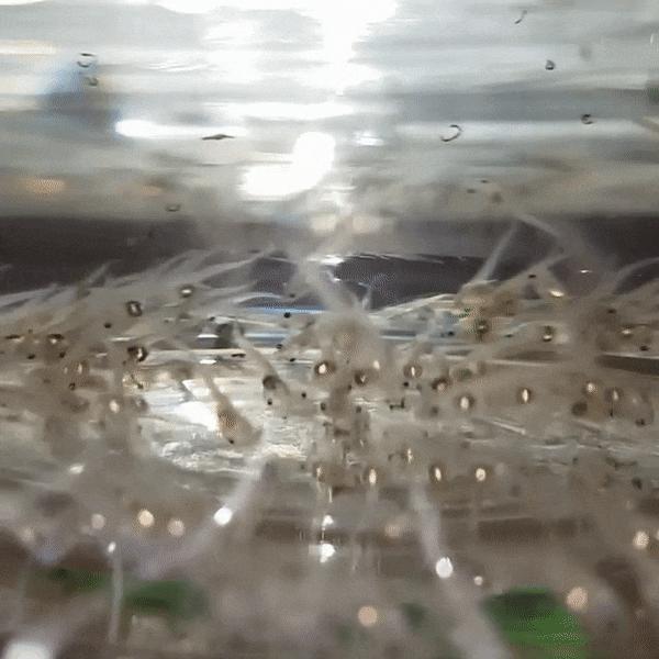 Xenopus Tadpoles