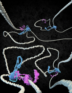 Nature publication on loops, flags and tension in DNA