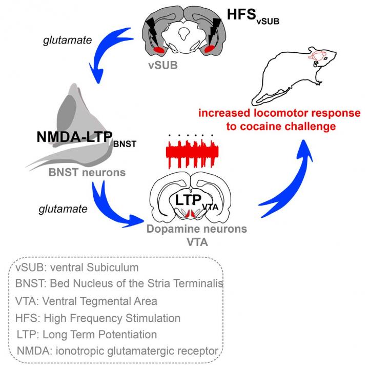 Neuronal Circuit Controlling Behavioral Effects of Cocaine