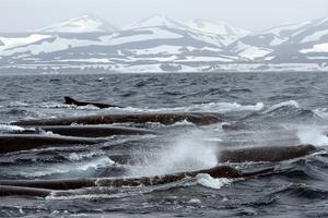 Baird's beaked whales off The Commander Islands