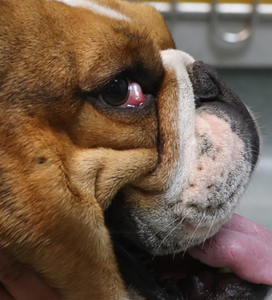 A dog with cherry eye condition