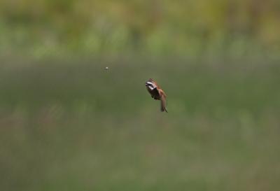 African Drought Kept Songbirds From Breeding Grounds (4 of 5)