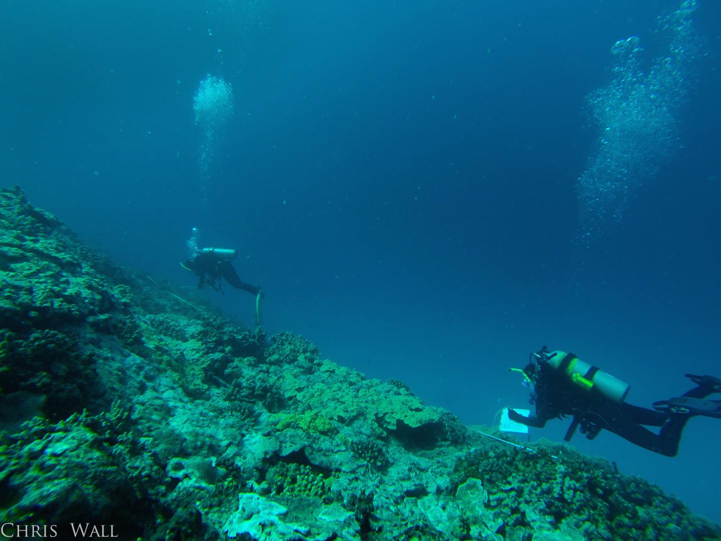 Divers Surveying Coral Health