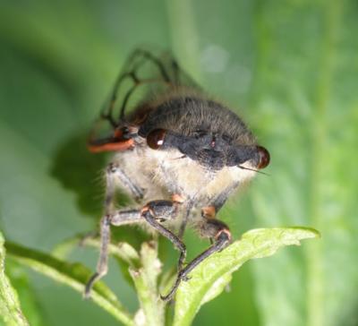 Tettigades Cicada