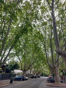 Canopy cover in a suburban area