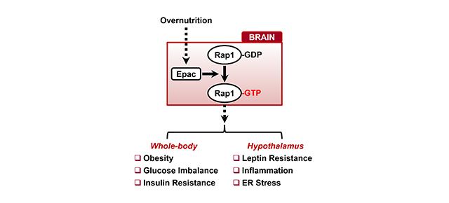 Proposed Mechanism for the Development of Obesity