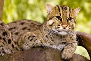 Fishing cat (Prionailurus viverrinus)