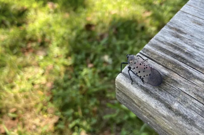 Hitchhiking insect