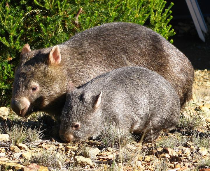 Bare-nosed wombats Veg and her joey VB at the Sleepy Burrows Wombat Sanctuary.