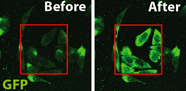 Microscopy Shows the Green Fluorescent Protein Released after Exposure