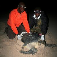 Researchers and Olive Ridley Sea Turtle