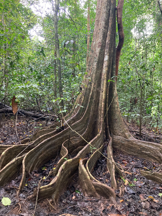 New research shows recovering tropical forest Biology Diagrams