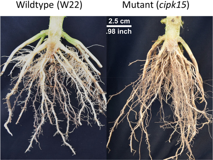 root comparison