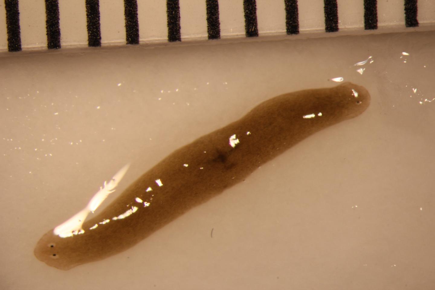Space-Traveling Flatworms