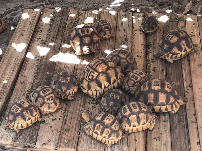Ploughshare tortoises with numbers written on their shells