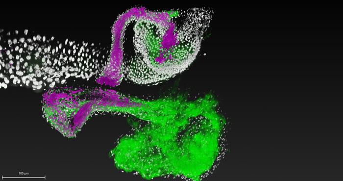 Watching microbiome colonization in real time