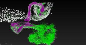 Watching microbiome colonization in real time