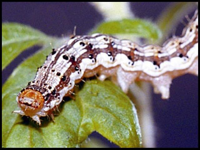 Tomato hornworm caterpillar