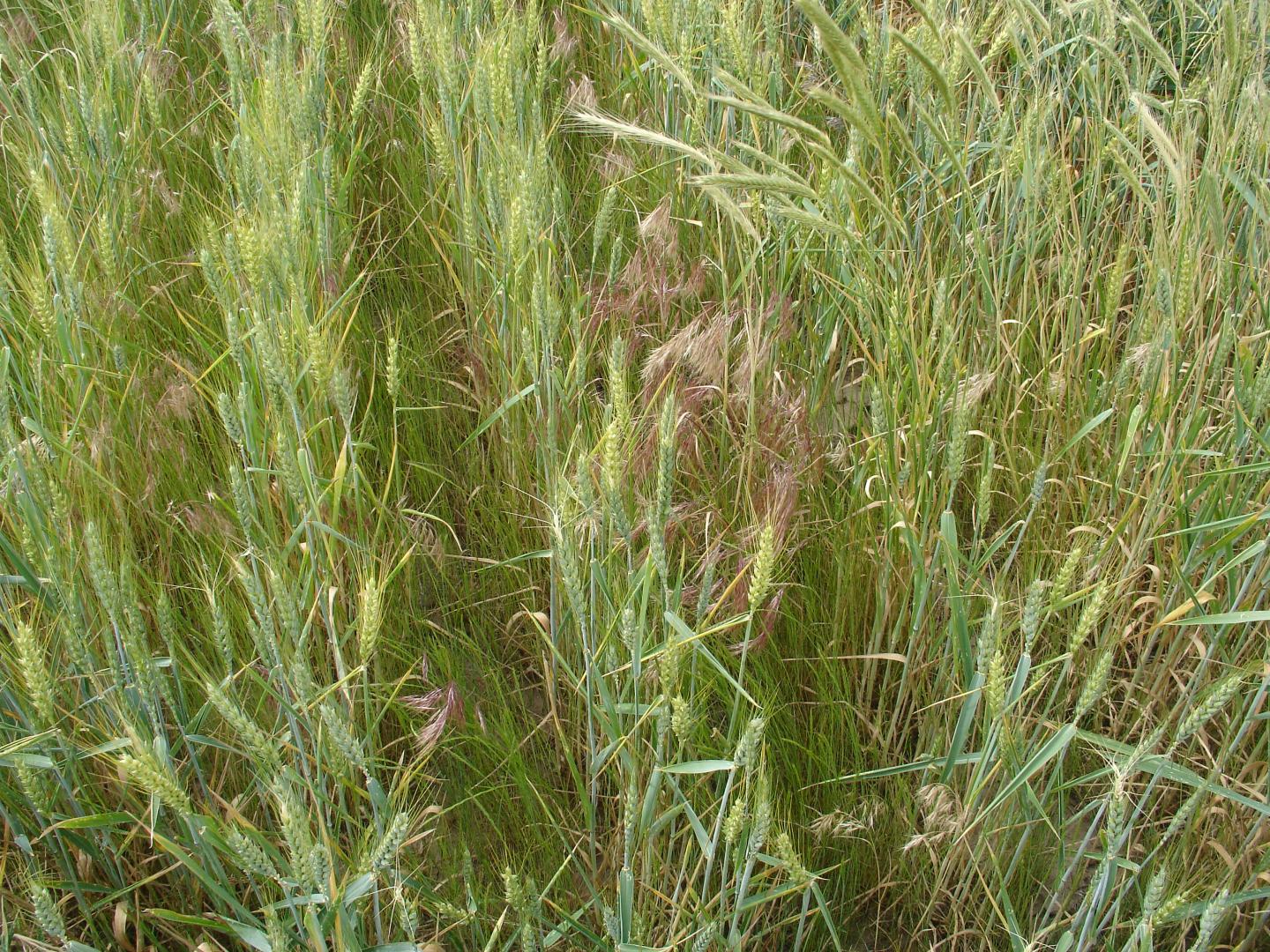 Feral rye (Secale cereale), rattail fescue (Vulpia myuros), and downy brome (Bromus tectorum)