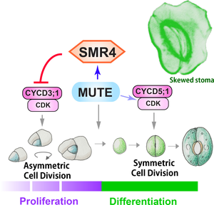 The process by which plant stomata are differentiated