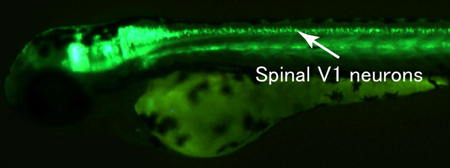 Spinal V1 Neurons of Zebrafish
