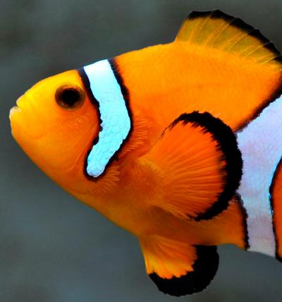 Clownfish