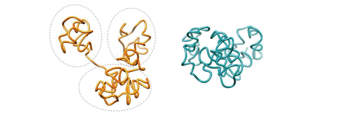 Pictured: Region of a human genome with CTCF (left) and without (right)