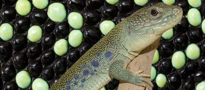 The patterns of the ocellated lizard are predictable by a mathematical model.
