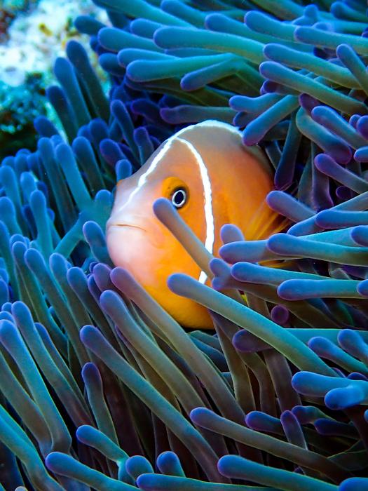 A clownfish in a sea anemone