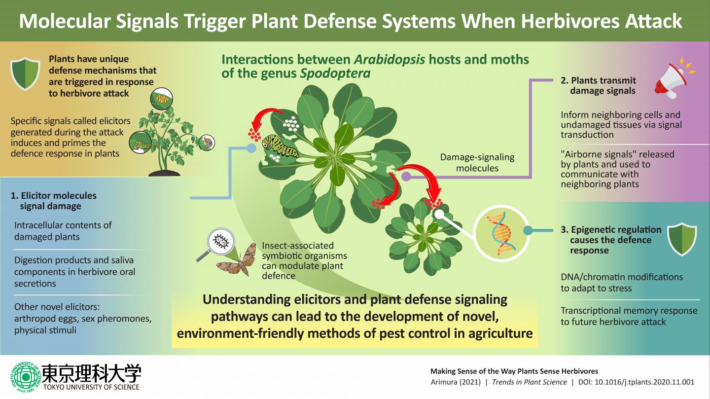 Plants "Sense" Herbivore Attack